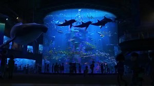 Buscando a Dory (2016) ⭐ 7.2 | Animación, Aventura, Comedia