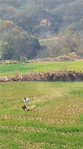 Dangerous Jackal Hunt with Dogs | Full Action Video #gidarshikar#huntingvideo #animalhunting#hunting