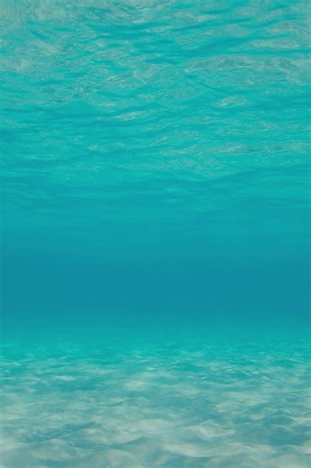 Natural  Trumpet Triton Shell/ Triton Conch Shell/ Sea Shell for Exporting