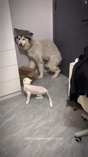 Why Dogs are actually scared of Cats | Funniest Dog Reactions 2026