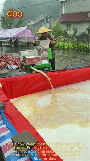 Sweet Potato Starch Processing: Traditional Homemade Starch From Fresh Sweet Potatoes