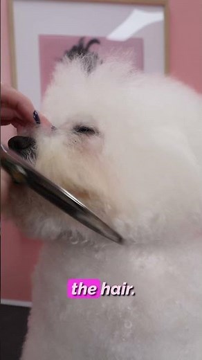 Using thinning scissors on your dog✂️‪@MelanieNewmanSalonEssentials‬ #dog #doggrooming #grooming