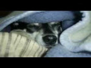 12 Hours Dog Sleeping Snoring Sounds