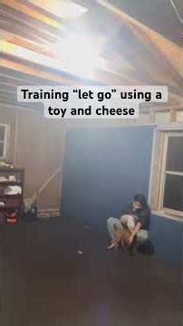 Training let go with Ida the Vizsla puppy