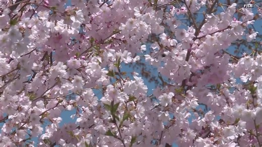 2025 Downtown Akron Sakura Festival happening this weekend: Here's what you can expect