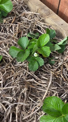 Growing Strawberries in Your Garden: A Complete Guide