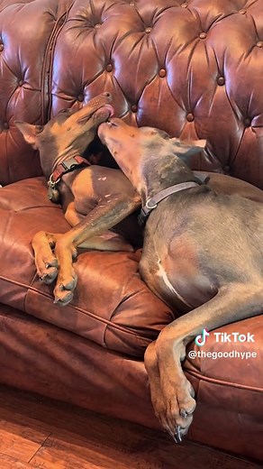 He’s just a baby 🩵 Dobermans are so misunderstood 🥺 #doberman #rescuedogs #fosterdogs #dogsoftiktok