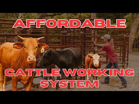 Affordable Cattle Handling System for Beginners