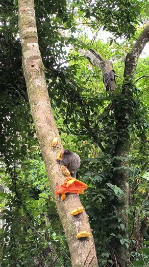 little baby monkeys growing up 🌎🐒🛠️