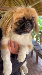Update : Adopted ! Our beautiful ENZO 2/3 year old male Pekingese in need of a forever home ! Call or whattapp me 0834199110 Area: Benoni Hold on to your booties! This cutie pie will melt your heart ! Come and meet him ! WhatsApp : Diann 083 419 9110 Michelle D 082 410 1822 Michelle Zerbe 071 365 3273 Email : pekingesehaven2015@gmail.com PLEASE NOTE: Criteria for adoption : All dogs on premises must be sterilized! 🍼NO open pool 🍼NO access to the front driveway 🍼NO powerbreed dogs 🍼PLEASE NOT