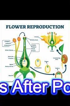 What is Pollination? 🌼 | Plant Reproduction Made Easy #ytshorts #biology # reproduction in plants