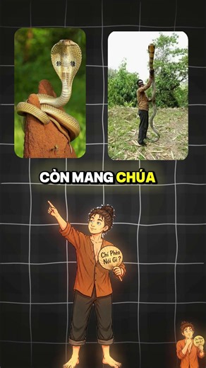 Phân biệt rắn Hổ Mang và Hổ Mang Chúa cực dễ cùng Chí Phèo!Xem ngay để không bị nhầm lẫn nhé cả nhà