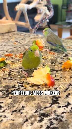 Parrotlets make messy work of some peppers