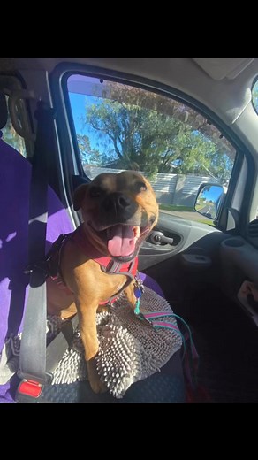Thursday and Friday were perfect walking days | The Catch Dog Training