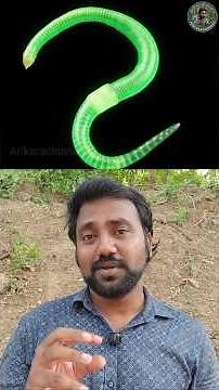 Glowing Earthworms! Do You Know Why? #naturelovers #animallover #wildlife #biology