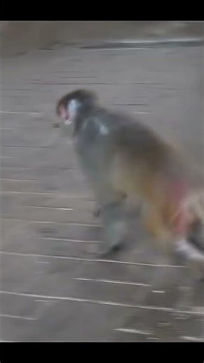 Life of Monkeys: The mother monkey was angry and threw her baby monkey away.