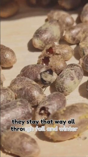 Mason Bee Life Cycle Explained in 60 Seconds!