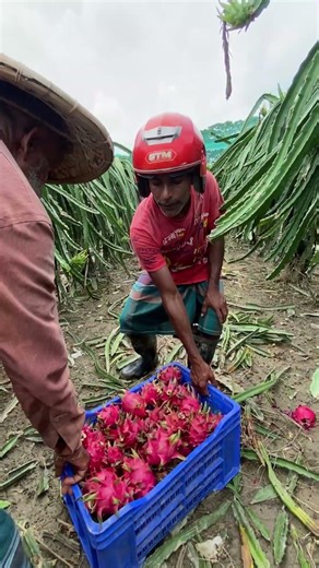 Satisfying Dragon Fruit Harvesting You'll Love 😍