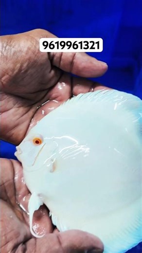 ALBINO WHITE #discusfish #discus #exoticaquariumfish