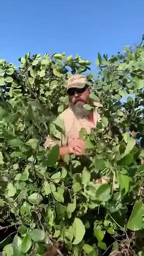 How to build a brush pile for crappie