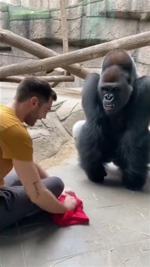🦍 Gorilla.exe Has Stopped Working 🤯😂 #gorillareaction #prank #funnyanimals #shorts #viral