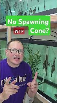 Breeding Altum Angelfish With No Spawning Cone? #aquarium #fishkeepinghobby #angelfish #altum