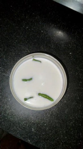 Curd Without Starter 😳🔥 (Chilli Trick)” Dhai jamana with mirchi | Swad Aaramya #cutmirchi #food