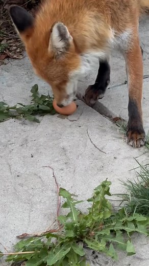 How a fox eats an egg😂😂😂 #foxes #foxnews #fox #foxoftheday | Save The Foxes