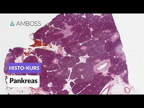Histology of the Pancreas - Microscopic Anatomy - AMBOSS Video