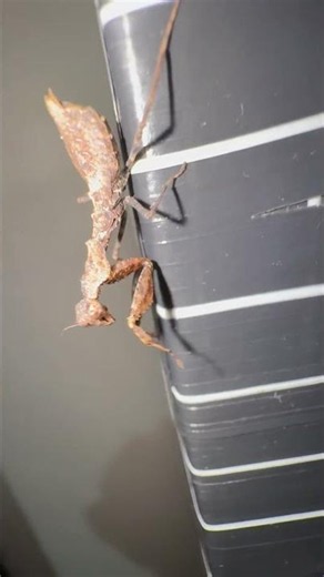 Mantis religiosa (orden mantodea) #wild #wildtv #nature #insects #animals #wildlife