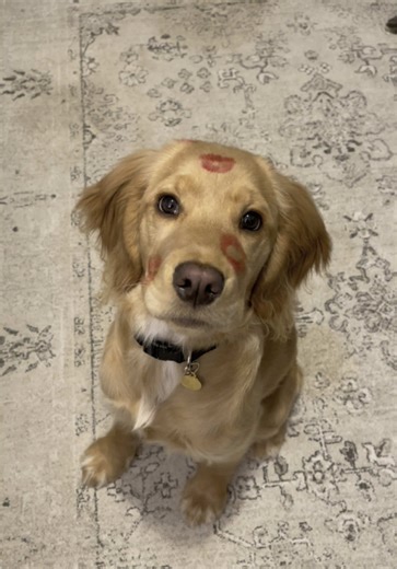 My one and only ❤️. #puppy #goldenretriever #cockerspaniel #goldencockerretriever #dogsoftiktok #dogmom #doglovers #goldenretrieverpuppy #cockerspanielpuppy #goldenretrieveroftiktok #cockerspanielsoftiktok #happydog #cute #beautiful #valentinesday #lover #fyp