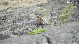 Birdwatchers have been flocking to Swansea Bay to catch a sight of the rare Eurasia Hoopoe bird which is usually found in central Europe and Asia. Watch more here: https://bit.ly/4845m4S | ITV Wales