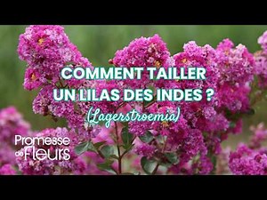 How to prune a crape myrtle (Lagerstroemia)?