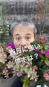 強い西日でも平気な低木ない？おすすめ植栽3種 #植栽 #ガーデニング