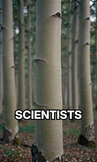 This Entire Forest Is Actually ONE Giant Tree 🌳😳