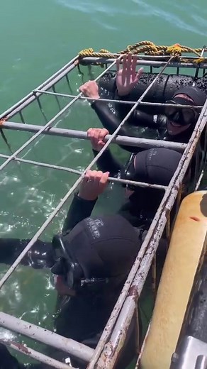 1.6K views · 34 reactions | Shark cage diving is such an adventure....