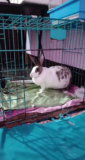 rebbit//bunny toilet time