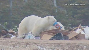 Polar bears scavenge on garbage to cope with climate change