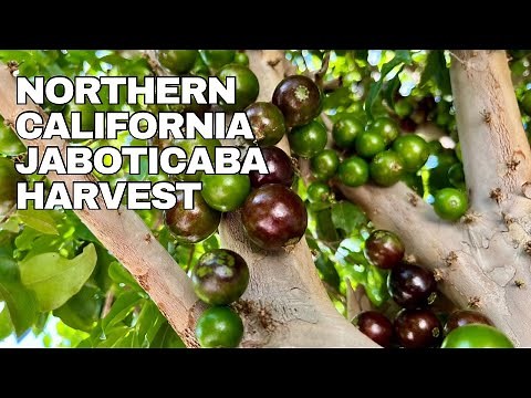 Sabara Jaboticaba Tree - Tips on Growing And Fruiting in Northern California