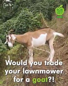 Let GOATS mow the lawn and ditch the gas guzzling lawnmower! They are a sustainable way to get the job done and there are literally goats for rent! Mountain Goatscapes | Robin Greenfield