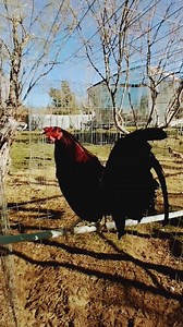 Gallo hatch Harold brown para nuestro amigo Juan Esquivel | Santuario Nevada Farm