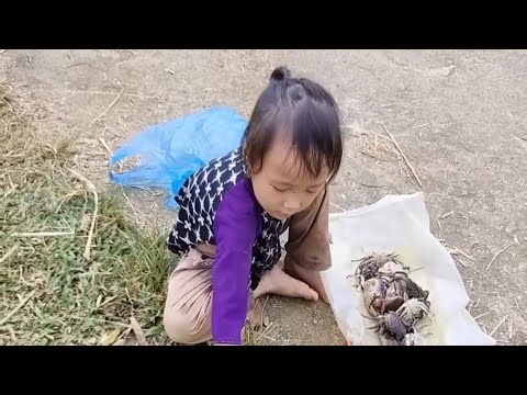 The Girl Who Walked Into the Forest | A Sad Story in Kompong Donal