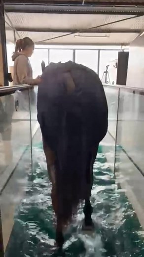 22K views · 702 reactions | Le combat de Wanaka - petit élève modèle...