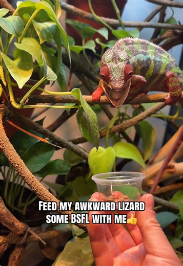 Feeding My Panther Chameleon Some BSFL