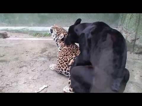 Pantera vs Leopardo IMPRESIONANTE