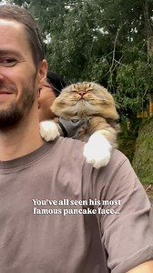 This little face became his most shared moment, and so many of you asked for the full video. Here it is, uncut, unfiltered, and featuring two legendary pancake faces. Don’t blink or you’ll miss the second one. 🥞🐯 #cat #CatsofInstagram | Mister Puss aka Pancake Face