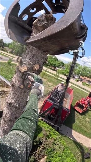 Removing a Norway spruce tree that was eating a school