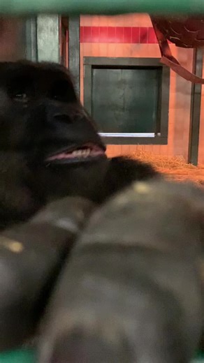 Gorilla Rumble: Discover the Intriguing Sounds of Nature