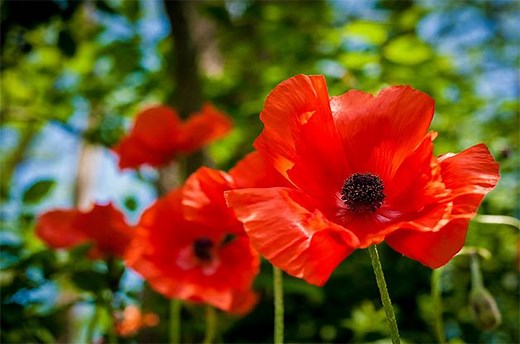 USDA Updates Plant Hardiness Zone Map