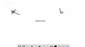 The spinal cord . a. contains neuron cell bodies, but no myelinated axons b. evolved from the notochord of early chordates c. extends through the vertebral column d. secretes cerebrospinal fluid | Numerade